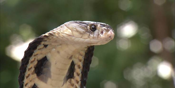 Трейлер Змеи. Тайны самых смертоносных созданий на Земле смотреть онлайн